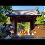 【ぶらり散歩】イノシシVS甲斐犬 瑞稀くん　観心寺3時間のデート(YouTube)