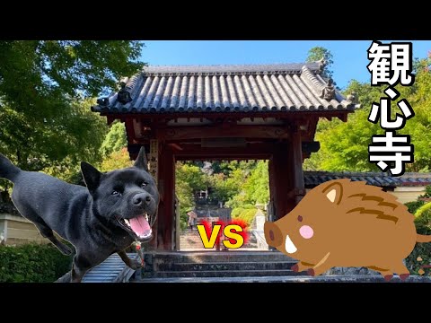 【ぶらり散歩】イノシシVS甲斐犬 瑞稀くん　観心寺3時間のデート(YouTube)