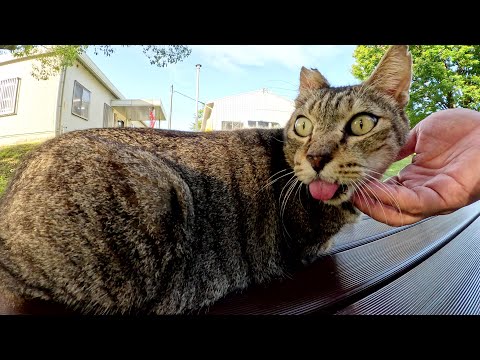 ベロをしまい忘れた猫が目をパッチリと開いて人間にモフられる(YouTube)