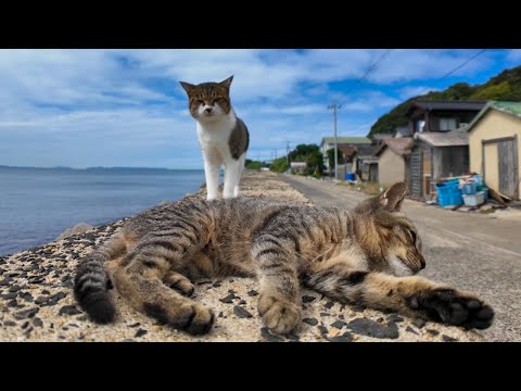 猫島の海辺の猫たち防波堤に集まってきた(YouTube)