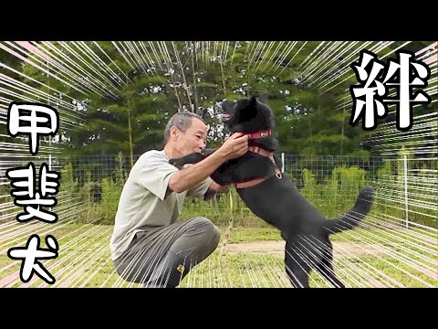 家族親戚を噛んでしまった甲斐犬（迎え入れから１週間の絆）(YouTube)