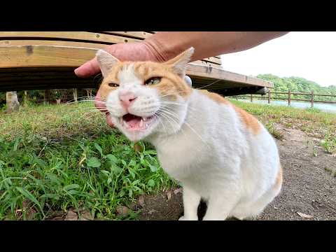 太った茶シロ猫が少しだけ歩いて、ベンチでお腹を出して寝転がる(YouTube)