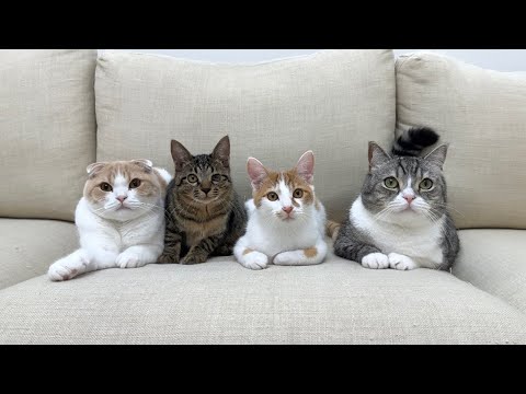 これが４ヶ月一緒に過ごした子猫たちと過ごす最後の動画になります。(YouTube)