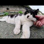 チョビ髭のハチワレ猫は頬っぺたマッサージが大好き(YouTube)