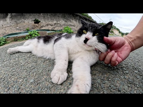 チョビ髭のハチワレ猫は頬っぺたマッサージが大好き(YouTube)