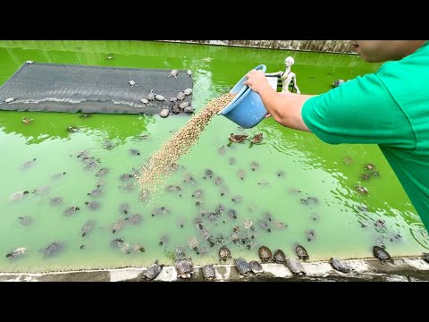 1000匹の保護したカメが暮らす池にバケツ一杯の餌を与えてみた(YouTube)