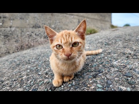 海辺をウロウロする子猫たちがカワイイ(YouTube)