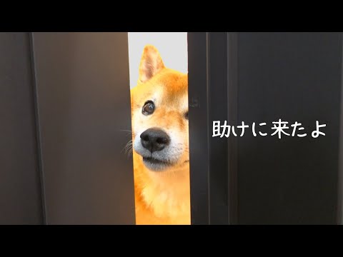 心配して覗きに来る柴犬が可愛い！初めての泥パックに感動。(YouTube)
