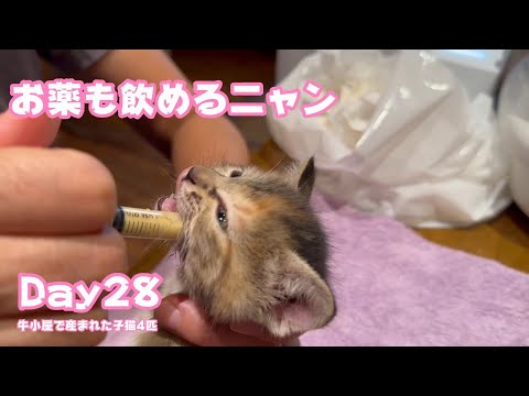 お薬も飲めるニャン牛小屋で産まれた子猫4匹 Day28  Hana157 OtoRin114 Neo84 Hikari60  2024 10 08 1(YouTube)