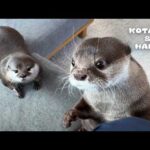 カワウソ達との寂しいお別れと感動的な再会　Otters’ Sad Farewell to Owner Turns to Happy Reunion(YouTube)