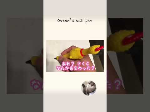 カワウソさくら  カワウソの尻尾で字や絵が描けるのか！？  Otter’s tail pen(YouTube)