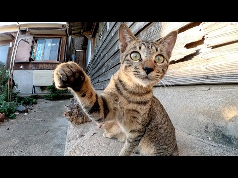 チビ猫達を撮影していると「僕の弟分達に近づくニャ！」と怒られた(YouTube)