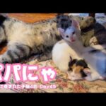 パパにゃり 牛小屋で産まれた子猫4匹 Day45   2024 10 25 2(YouTube)