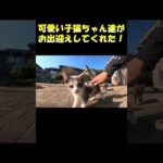 可愛い子猫ちゃん達がお出迎えしてくれた！ #cat #猫 #ネコ(YouTube)