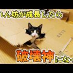 妻の家で工事をしていたその頃、実は僕の家ではとんでもない事が起きていました⚡🐈💨(YouTube)