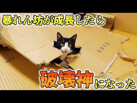 妻の家で工事をしていたその頃、実は僕の家ではとんでもない事が起きていました⚡🐈💨(YouTube)