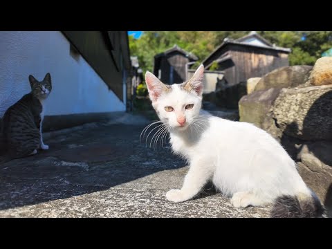 道路脇にいた子猫、近づくと側溝に隠れる(YouTube)