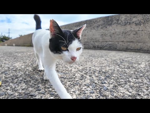 海沿いの道を歩く猫に付いていくと後ろから他の猫もたくさん付いてきて猫に取り囲まれた(YouTube)