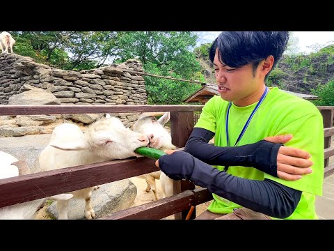 きゅうりにトラウマを持っている男が動物達にきゅうりをあげるとこうなります。(YouTube)