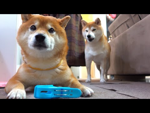 先日手術した実家の柴犬、様子を見に行ったら予想外の出来事が。(YouTube)
