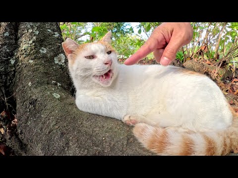木の下でくつろぐ二匹の茶シロ猫を順番にナデナデする(YouTube)