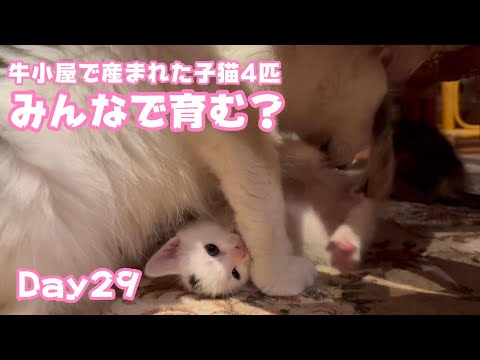 2024 10 09 1  みんなで育む七不思議  牛小屋で産まれた子猫4匹 Day29 Hana158 OtoRin115 Neo85Hikari61(YouTube)