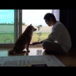旦那と柴犬が完全に付き合って2ヶ月目のカップルだった。(YouTube)