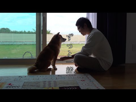 旦那と柴犬が完全に付き合って2ヶ月目のカップルだった。(YouTube)