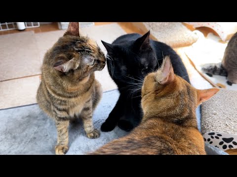 突然子ども猫に甘えられて嬉しくなった兄猫がまさかのこうなりました…(YouTube)