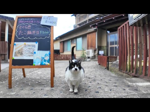 「いらっしゃいませニャン」お客様を門で出迎える猫がかわい過ぎる(YouTube)