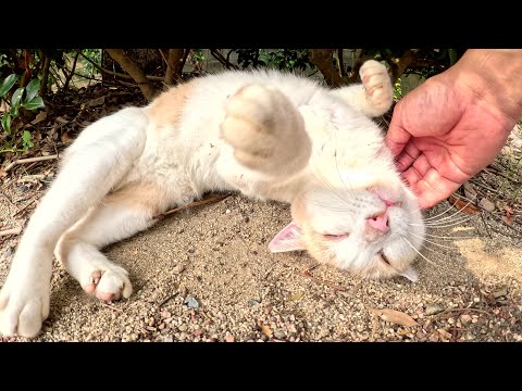 ミルクティー猫が可愛いポーズになってナデナデを要求してきた(YouTube)
