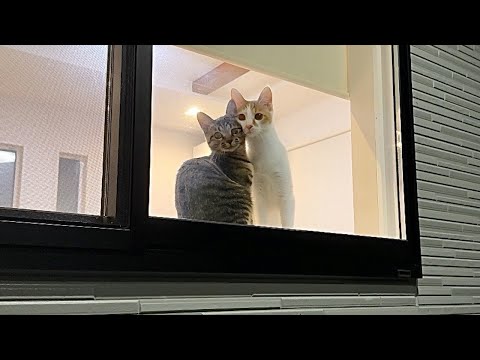 実家から帰ろうとしたら子猫たちが寂しくてリビングの窓でこうなっちゃってました…(YouTube)