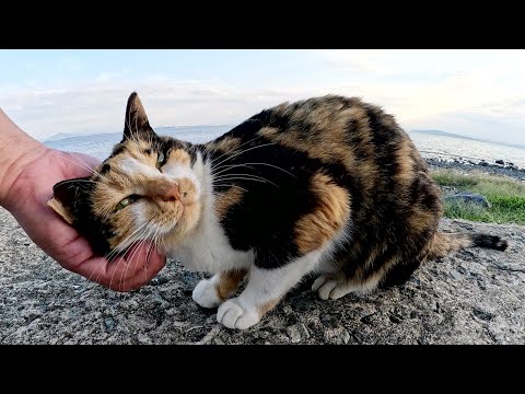 三毛猫ちゃんが堤防の上に飛び乗ってナデナデを要求してきた(YouTube)