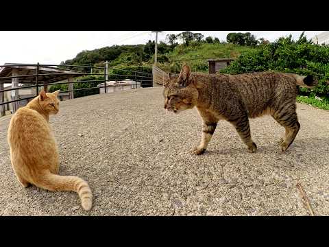 わんぱく過ぎる茶トラ猫が強面のボス猫にシメられるw(YouTube)