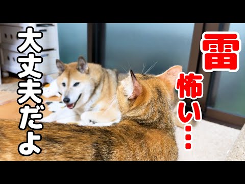 雷の音で猫たちがざわつく中、柴犬パパの行動に感動しました！(YouTube)