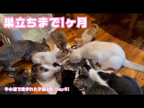 巣立ちまあとで1ヶ月 牛小屋で産まれた子猫4匹 Day51 Neo107 Sora82  2024 10 31 1(YouTube)