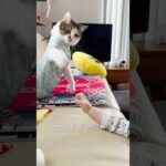ママと妹の扱いの差が激しいエース #cats(YouTube)