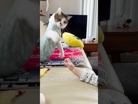 ママと妹の扱いの差が激しいエース #cats(YouTube)