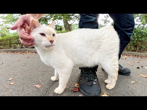 人懐っこい猫が足の周りをグルグルと歩き回ってスリスリしてきた(YouTube)