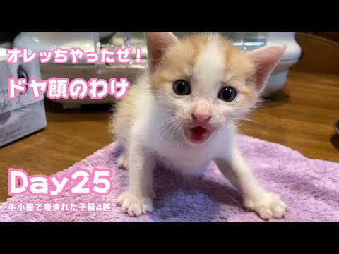 ドヤ顔のわけ オレッちはやってやったぜ！ 牛小屋で産まれた子猫4匹 Day25  2024 10 05 2(YouTube)