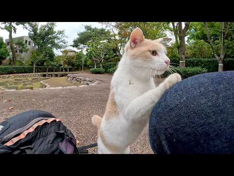 寒くなってきたので、地域猫に「ひざにのせて！」とお願いされた(YouTube)