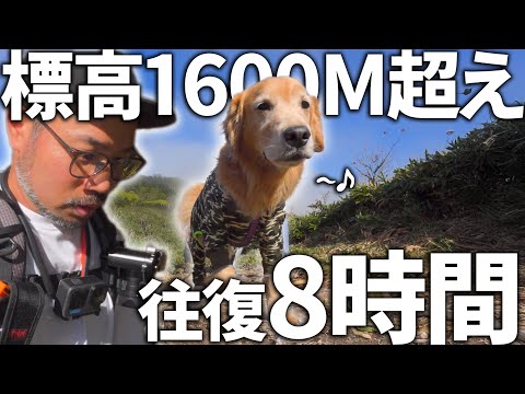 20kg増量したパパをよそにスイスイ登頂する愛犬が凄すぎるww(YouTube)