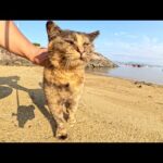 砂浜と同化したサビ猫ちゃんが可愛い声でお出迎えしてくれた(YouTube)