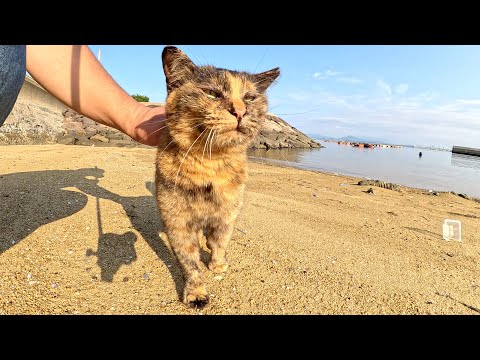 砂浜と同化したサビ猫ちゃんが可愛い声でお出迎えしてくれた(YouTube)