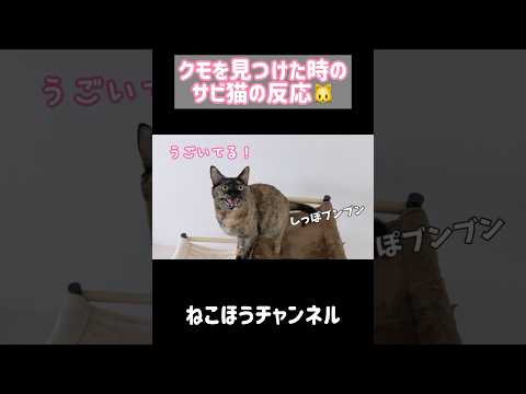 クモを発見した時のサビ猫の反応が可愛い！ #shorts(YouTube)
