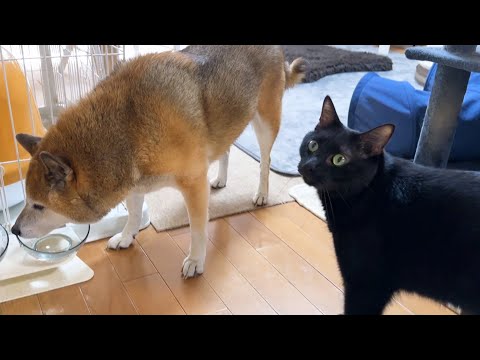 柴犬のボディガード黒猫君の可愛すぎる一日(YouTube)