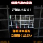 甲斐犬きました #rescuedog #shorts #甲斐犬(YouTube)