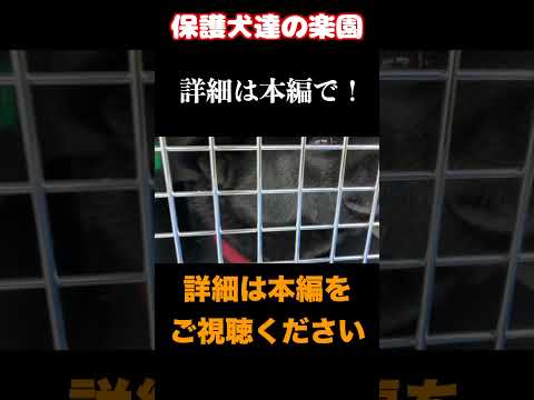 甲斐犬きました #rescuedog #shorts #甲斐犬(YouTube)