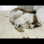 お母さんのベッドで転がる猫みたいなぬいぐるみ(YouTube)
