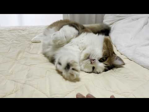 お母さんのベッドで転がる猫みたいなぬいぐるみ(YouTube)